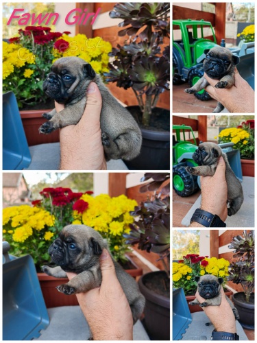 Francouzsk� buldo�ek