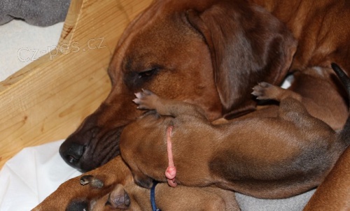 Rhod�sk� ridgeback - �t���tka