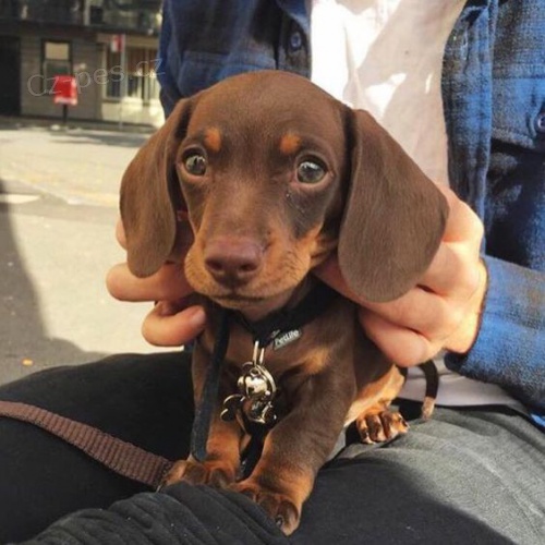 Prod�m mini �t��ata jezev��ka hladkosrst�ho