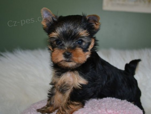 Prod�m mini �t��ata Yorkie.