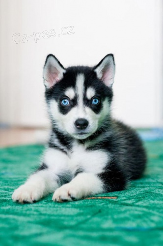 Prod�m �t��ata sibi�sk�ho huskyho s kr�sn�ma modr�ma o�ima.