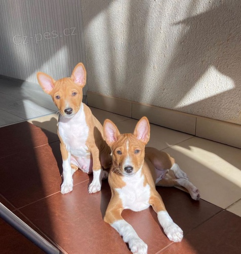 Prod�m o�kovan� a od�erven� �t��ata BASENJI.