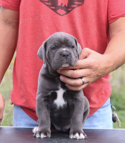 Prod�m �t��ata italsk�ho Cane Corso