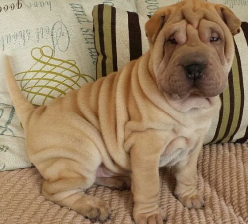 Shar-pei o�kovan� �t��ata na prodej.