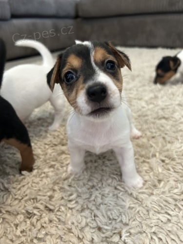 Prod�m �t��ata jack russell teri�ra.