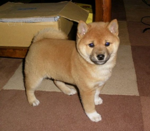 Prod�m �t��ata shiba inu