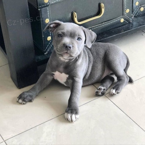 Prod�m �t��ata staford��rsk�ho bulteri�ra.