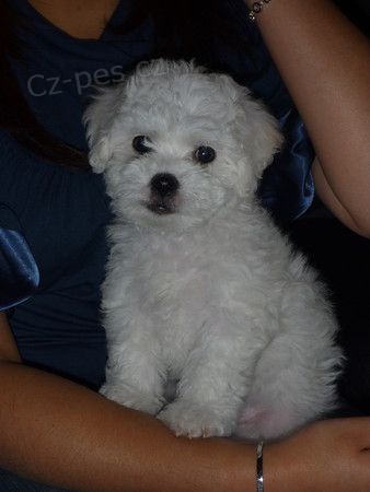 Prod�m �t��ata bi�onka.