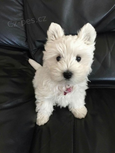 Prod�m �t��ata West Highland White Terriers