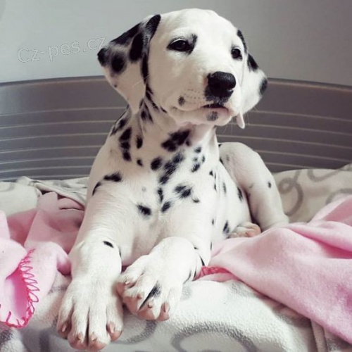 Prod�m �t��ata dalmatin�