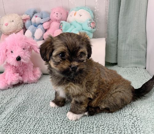 �t��ata havanese na prodej.