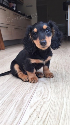 Dlouhosrst� �t��ata miniaturn�ho jezev��ka