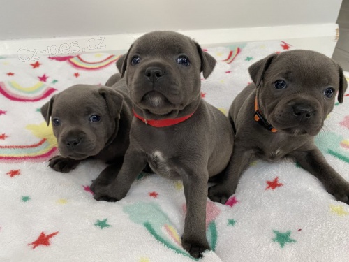 Prod�m zdrav� �t��ata staford��rsk�ho bulteri�ra