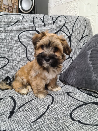 Prod�m roztomil� a zdrav� �t��ata havanese.