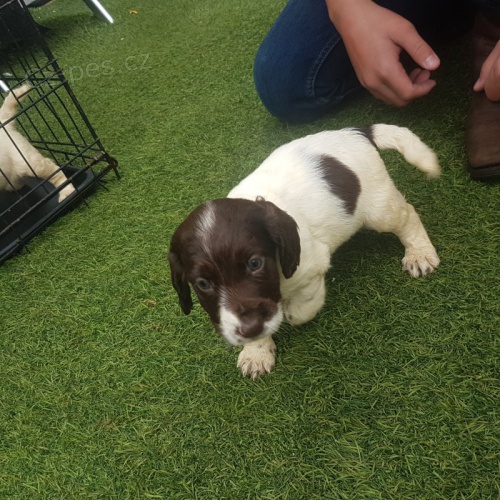 Prod�m roztomil� �t��ata pracovn�ch kokr�pan�l�