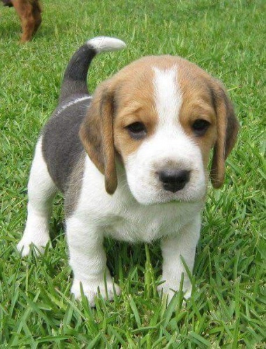 Kr�sn� a rozko�n� �t��ata b�gla k dispozici a p�ipravena k prodeji.