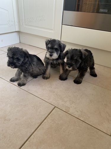 Prod�m ZDRAV�, O�KOVAN� a od�erven� �t��ata mini fenek a mal�ch kn�ra��.