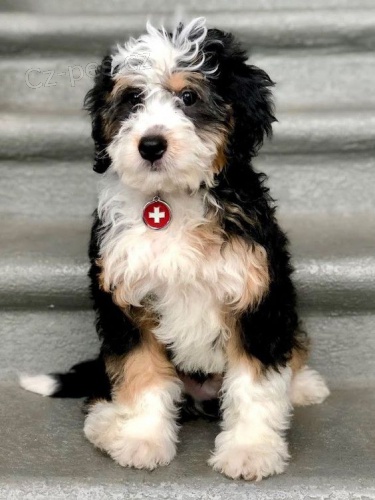Prod�m zdrav� a o�kovan� �t��ata mini Bernedoodle.