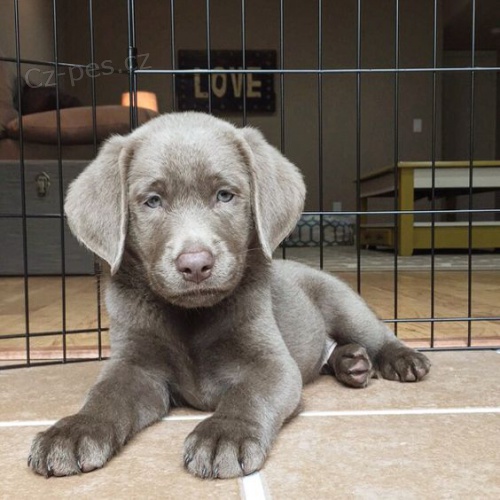 Prod�m o�kovan� a od�erven� zdrav� �t��ata v�marsk�ch oha��