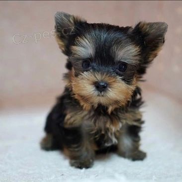 Prod�m roztomil� a kr�sn� miniaturn� �t���tka jork��rsk�ho teri�ra.