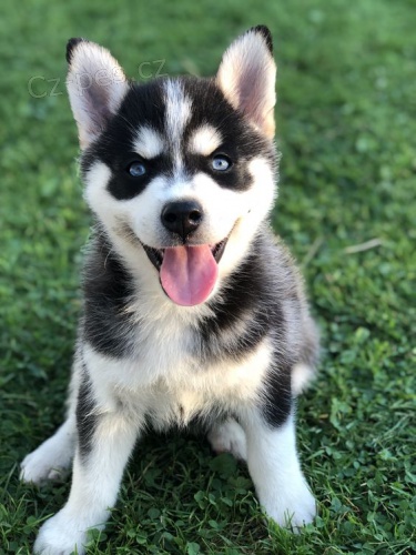 Prod�m rozko�n� �t���tka sibi�sk�ho huskyho s kr�sn�ma modr�ma o�ima.