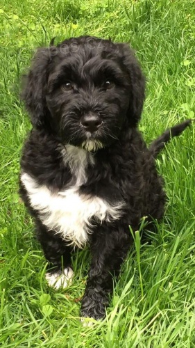 O�kovan� a od�erven� mini �t��ata portugalsk�ho vodn�ho psa k adopci