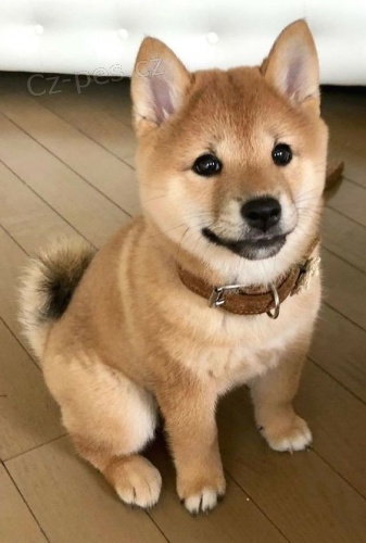 Prod�m rozko�n� miminka �t��ata shiba inu