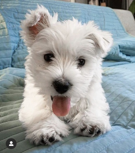 Prod�m mini mini �t��ata West Highland White Terriers