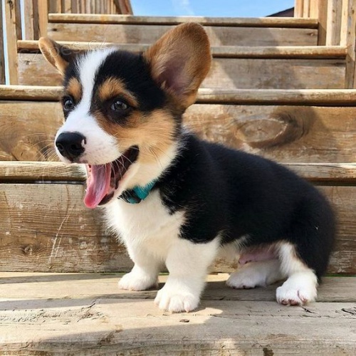 Prod�m �t��ata Pembroke Welsh Corgi.