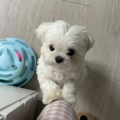 PROD�M O�KOVAN� miniaturn� �t��ata malt�z�k�.