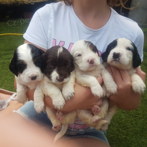 Prod�m zdrav� �t��ata kokr�pan�la