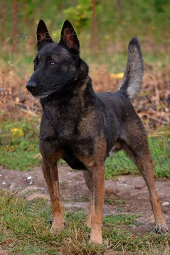 Belgick� ov��k malinois