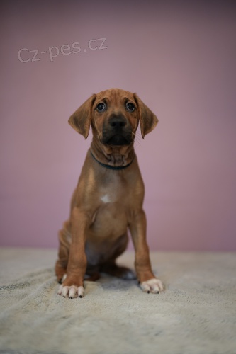 Rhod�sk� ridgeback st��atka z PP po super rodi�ich