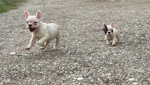 Francouzsk� buldo�ek