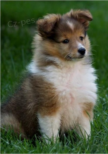 Prod�m �t��ata SHELTIE.