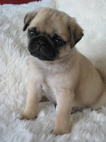 Prod�m kr�sn� o�kovan� �t��ata mopse