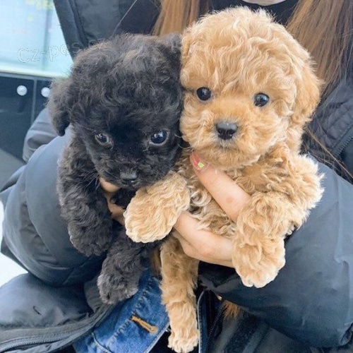 mini �t��ata pudla k adopci.