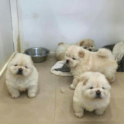 �au �au o�kovan� �t��ata na prodej.