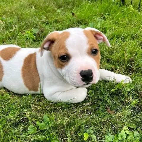 Prod�m �t��ata Pitbull teri�ra