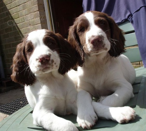 Prod�m �t��ata anglick�ho �pringr�pan�la.