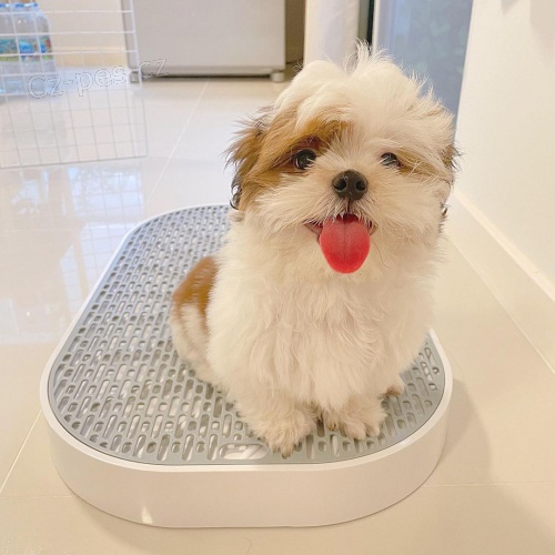 Prod�m �t��ata SHIH TZU