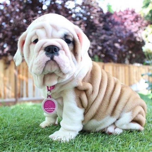 Prod�m �t��ata anglick�ho buldo�ka