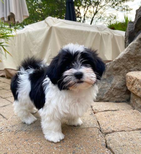 �t��ata havanese na prodej.