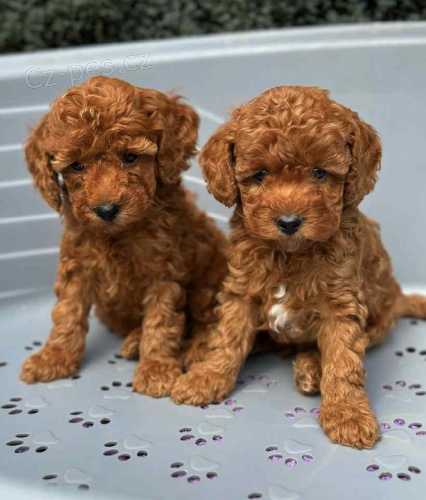 k dispozici �t��ata toy pudl�.