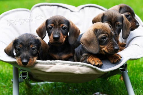 Jezev��k trpasli��/kr�li�� fenka s PP