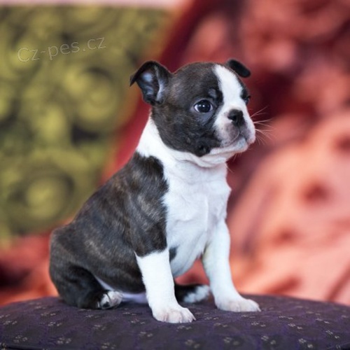 Bostonsk� terier - prod�m pejsky bez PP