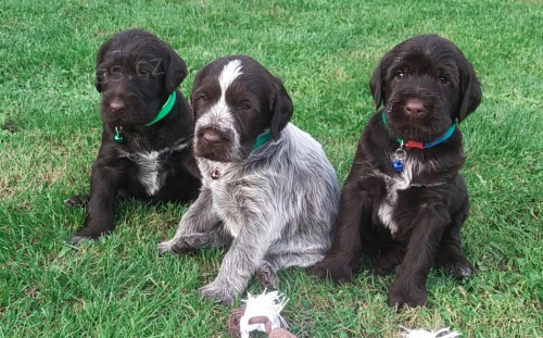 �t��ata �esk�ho fouska