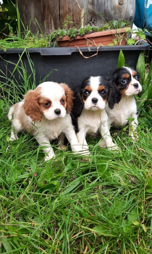 Kaval�r king charles �pan�l