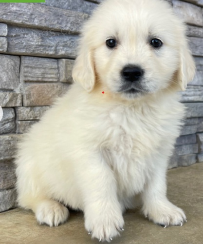 Rozko�n� �t���tka zlat�ho retr�vra k dispozici