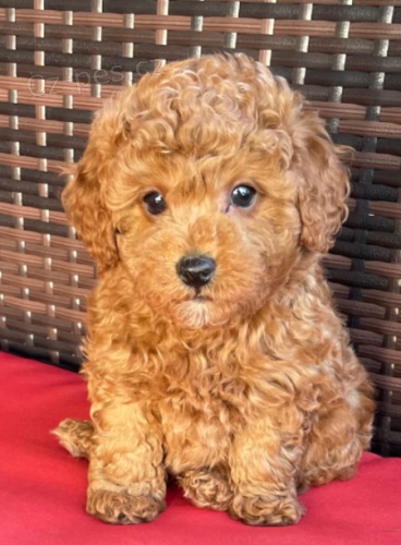 �t��ata Pudl k dispozici